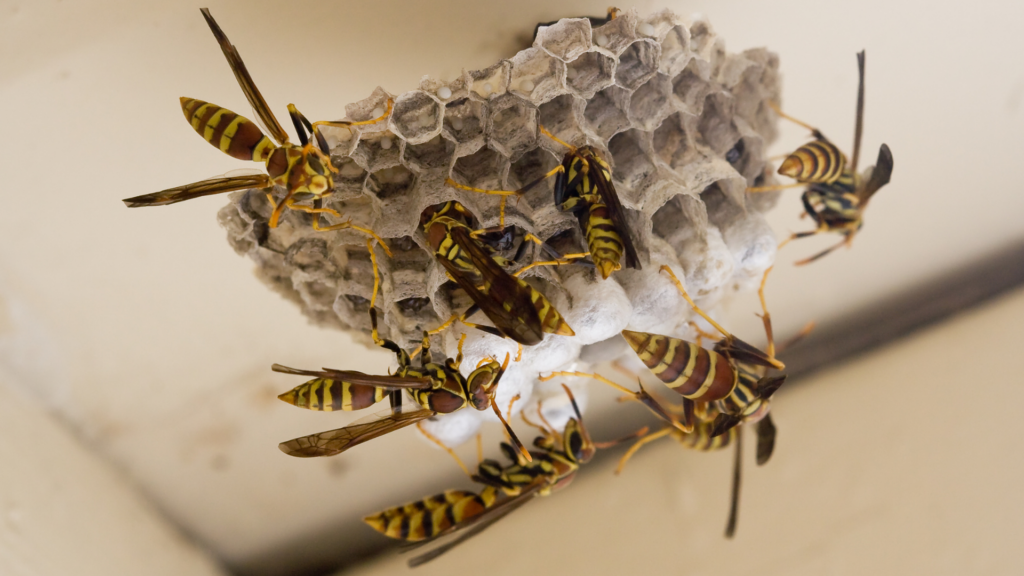 wasps in house