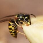 When do Wasps go to Sleep during the Day