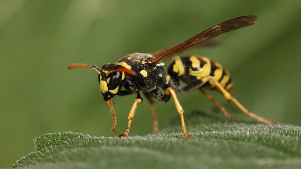 When do Wasps go to Sleep during the Day?