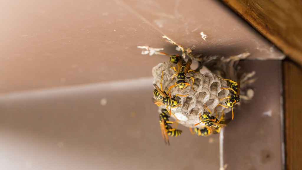 8 Most Common Wasp Entry Points