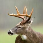 Do Deer Come Out in the Rain