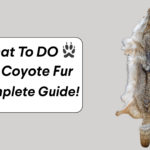 What to Do with Coyote Fur