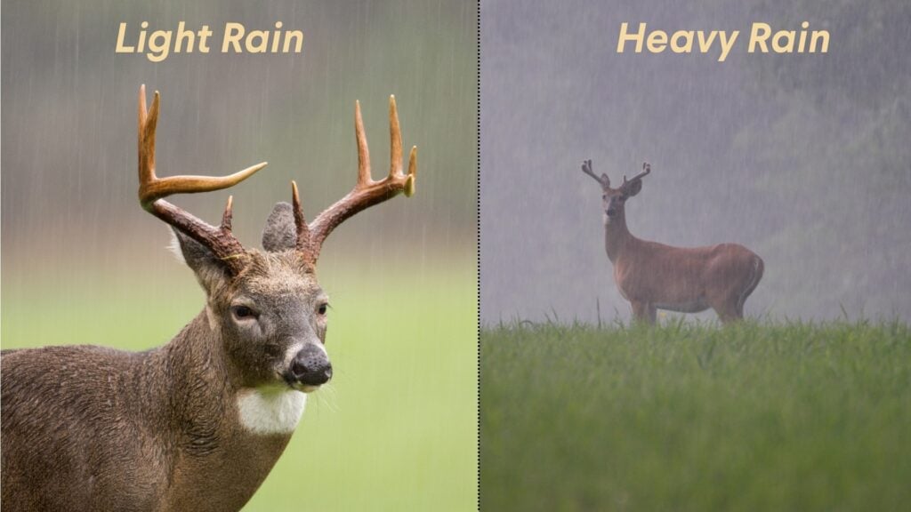 Do Deer Come Out in the Rain? How Weather Changes Deer Movement 3 Do Deer Come Out in the Rain