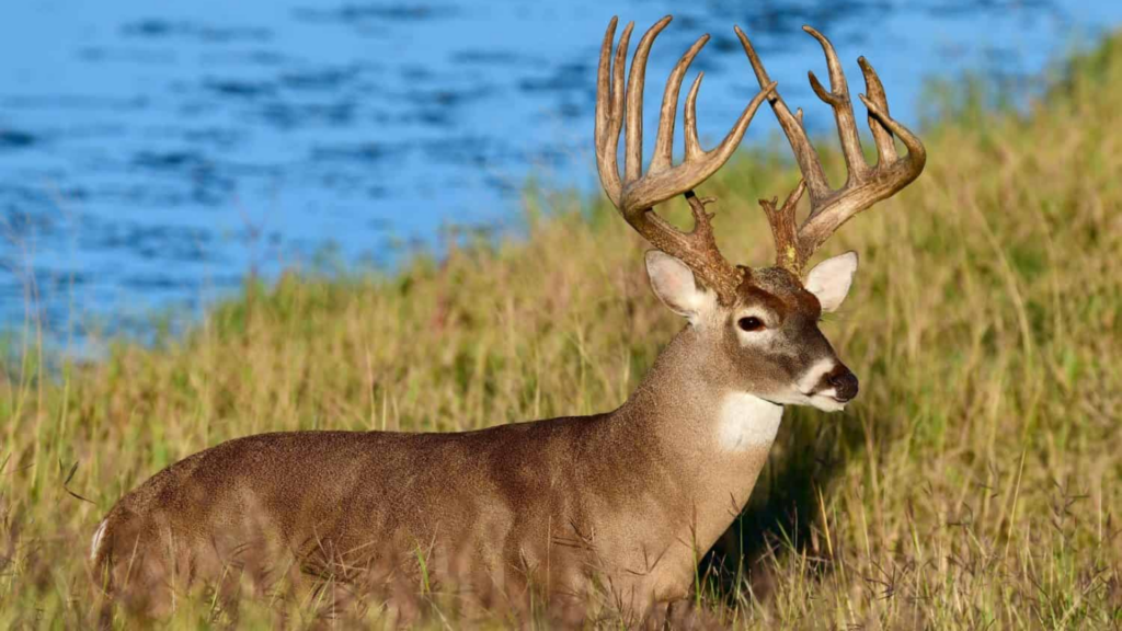 Do deer move on windy days?