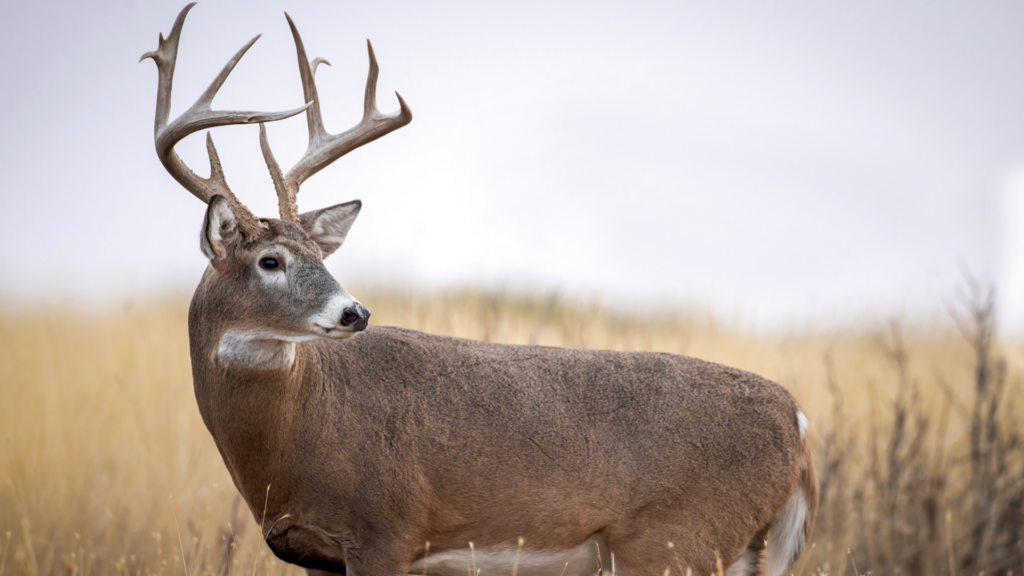 Do whitetail deer move on windy days?