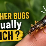 Do Pincher Bugs Actually Pinch 