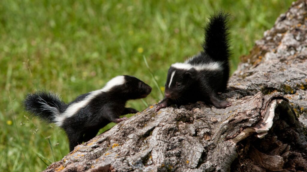 How Far Can Skunks Spray? 3 Factors That Influence Skunk Spray Range
