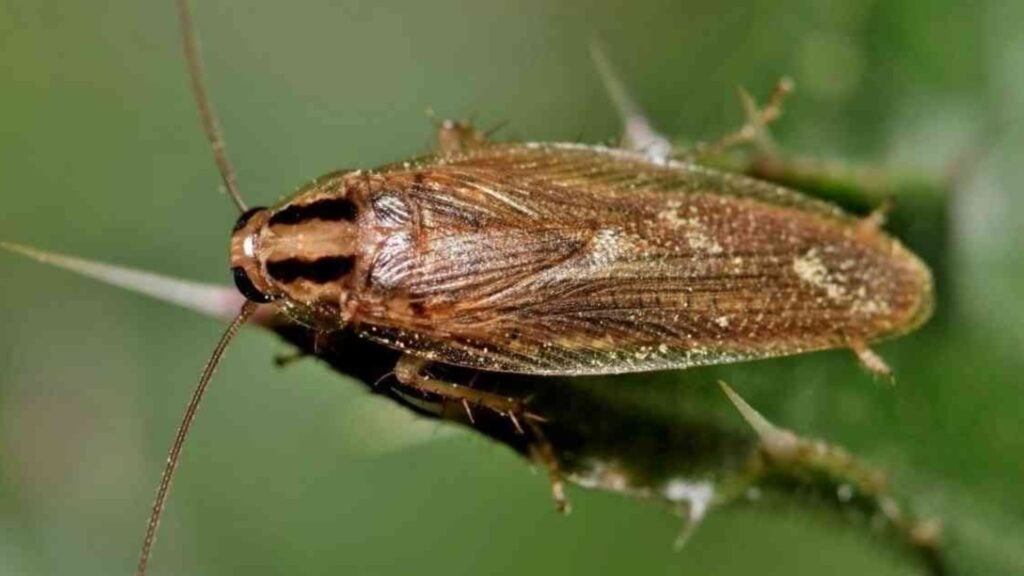 How To Get Rid Of German Cockroaches