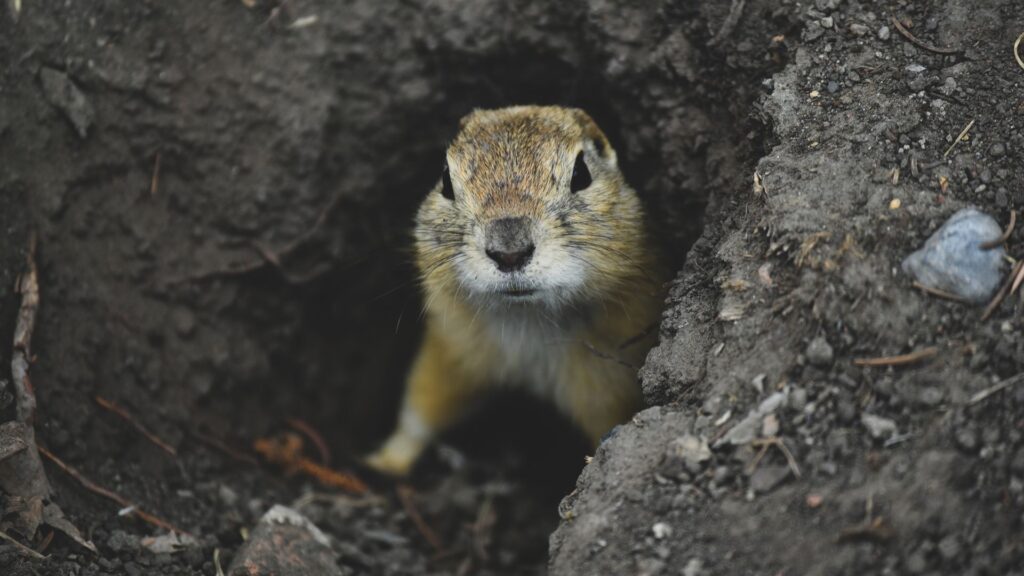 Proven Gopher Trapping Techniques That Actually Work