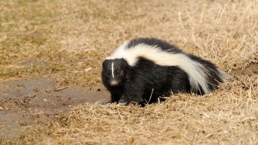 How Far Can Skunks Spray? 2 How far can skunks spray