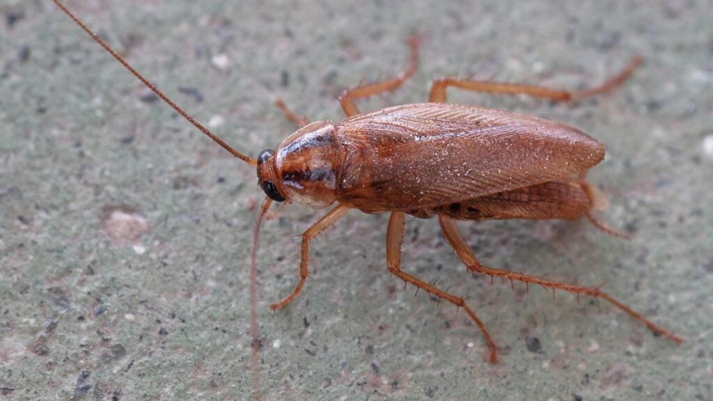 What to Do When You Find German Cockroaches of Different Sizes