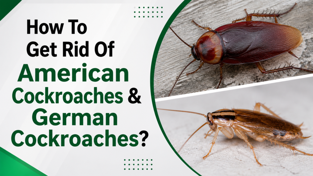 How To Get Rid Of American Cockroaches & German Cockroaches?