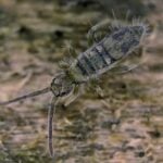 How to Get Rid of Springtails In Your Home?