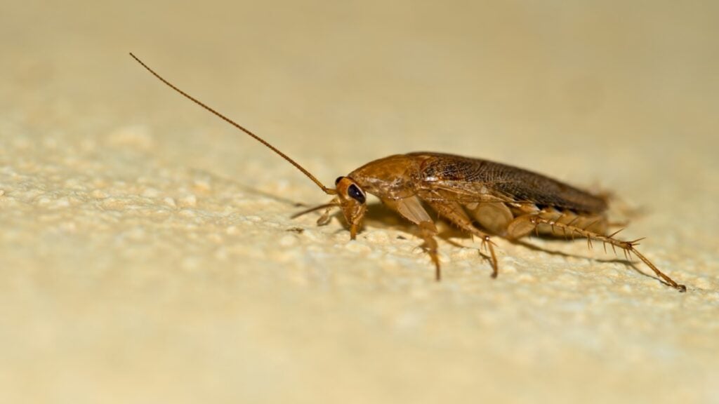 American Cockroach vs German Cockroach