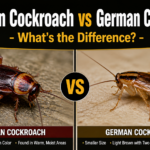 American Cockroach vs German Cockroach