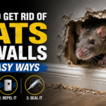 How to Get Rid of Rats in Walls