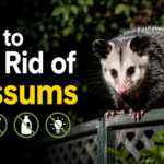 How to Get Rid of Possums