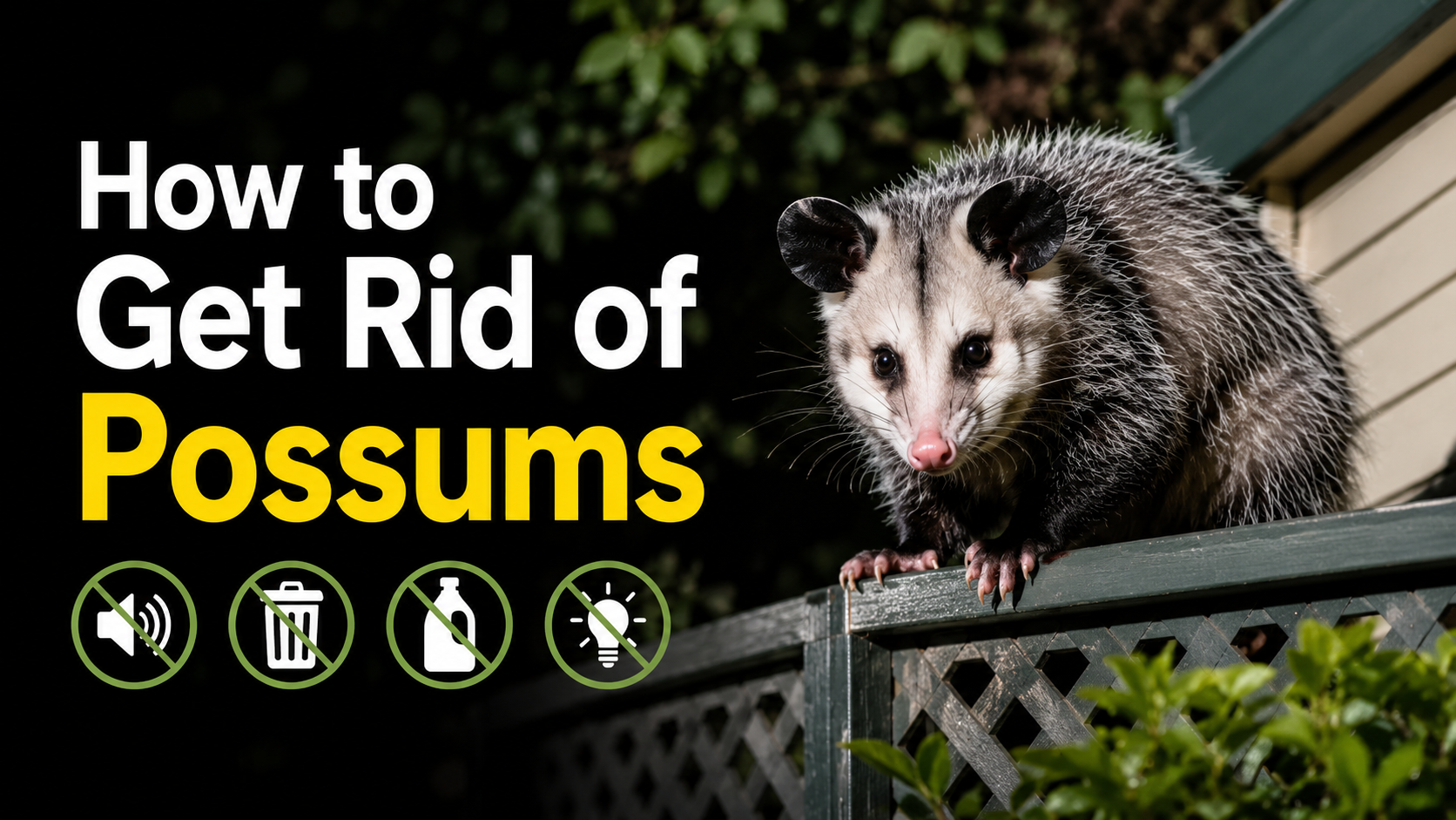 How to Get Rid of Possums - 5 Humane Methods | BC Pest Control