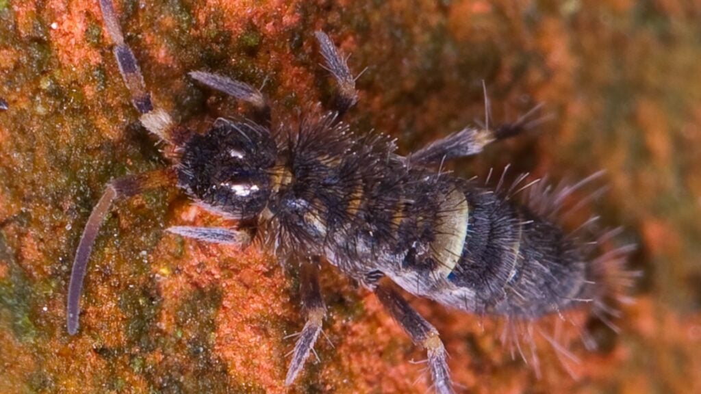 How to Get Rid of Springtails In Your Home?