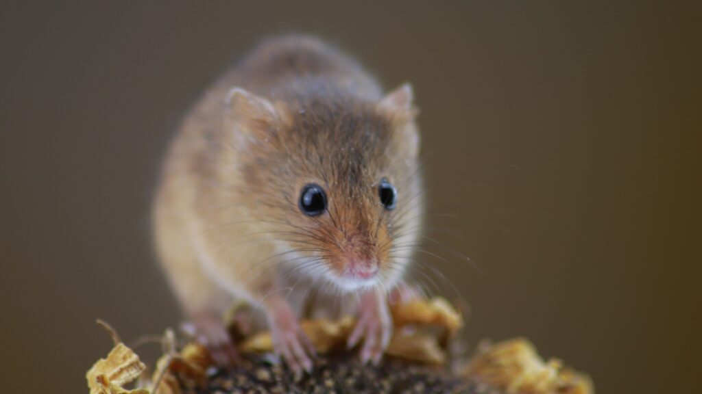 Mice vs Rats - How to Tell Them Apart 4 rat vs mice