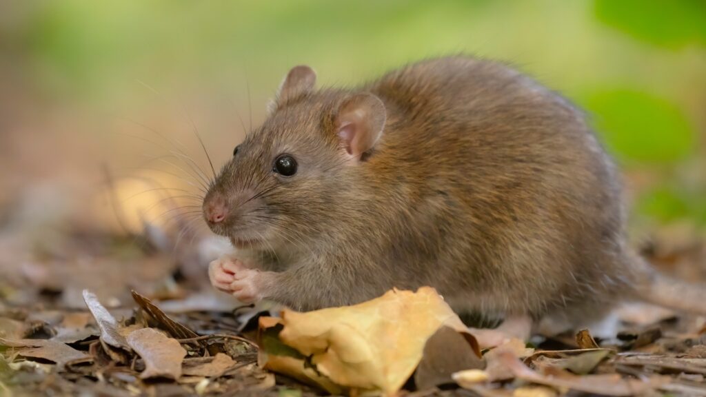 Mice vs Rats - How to Tell Them Apart 5 rat vs mice