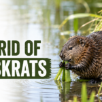 How To Get Rid Of Muskrats In 7 Steps