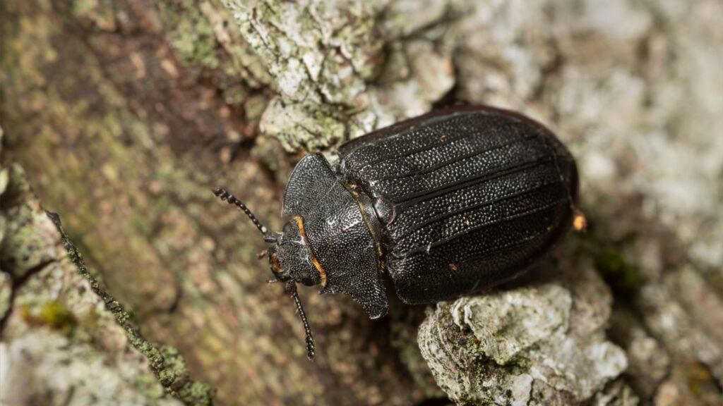 How to Get Rid of Bark Beetles? Signs, Treatment, and Prevention 3 How to Get Rid of Bark Beetles