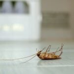 How to Get Rid of Cockroaches?