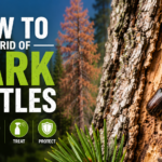 How to Get Rid of Bark Beetles? Signs, Treatment, and Prevention