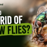 How to Get Rid of Blow Flies?