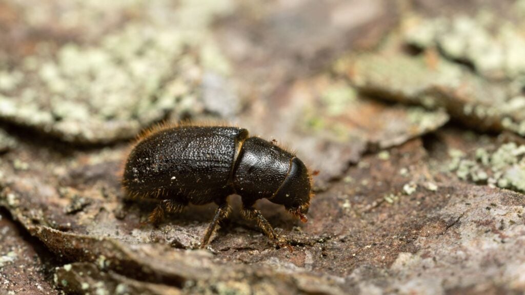 How to Get Rid of Bark Beetles? Signs, Treatment, and Prevention 2 What Are Bark Beetles?