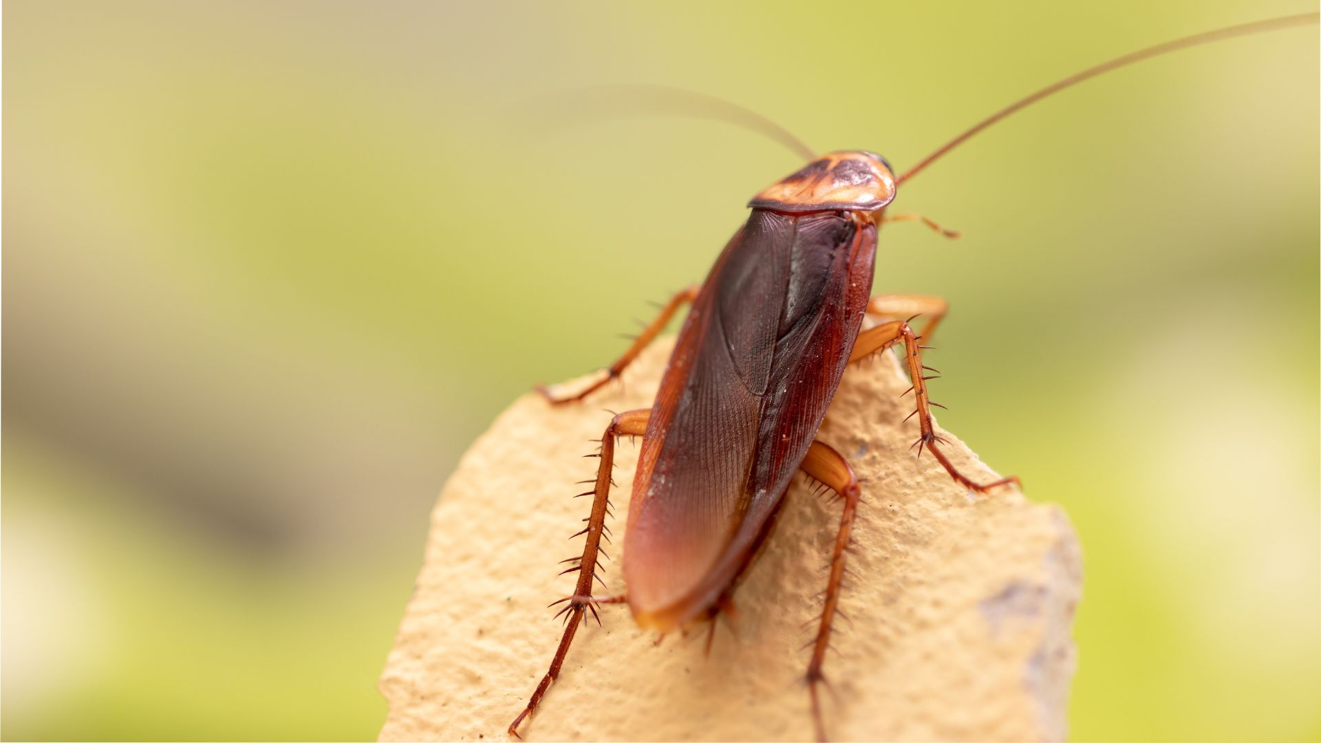 What Attracts Cockroaches