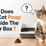 Why Does My Cat Poop Outside The Litter Box