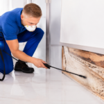 How To Get Rid Of Termites