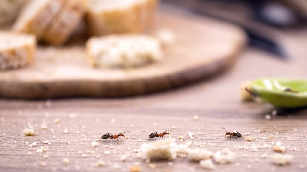 Why Do Ants Keep Returning After the Nest is Gone 4 Food and Water Sources Are Still Available