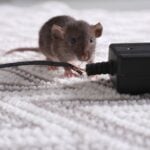 How Long Does it Take to Eliminate a Mouse Infestation