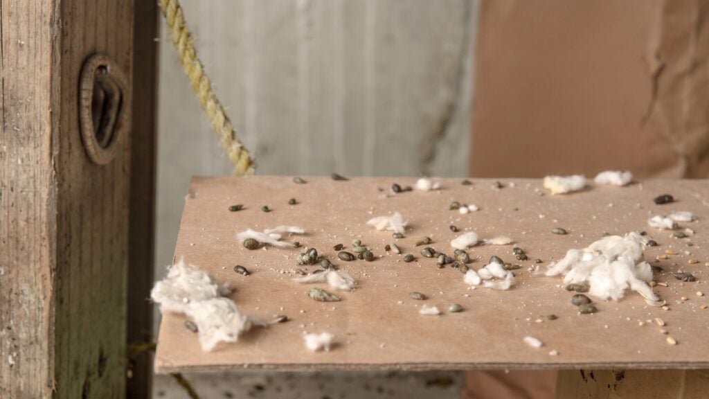 How Long Does it Take to Eliminate a Mouse Infestation