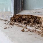 How To Find Hidden Termite Damage Before Buying a Home