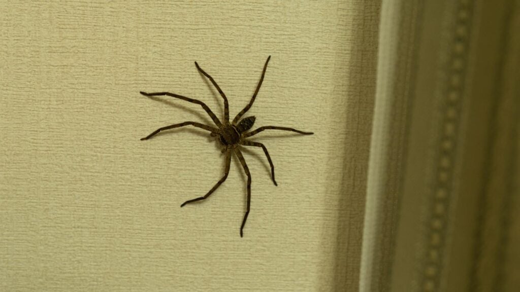 How To Get Rid Of House Spiders - Simple and Effective Methods 3 How To Get Rid Of House Spiders