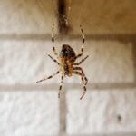 How To Get Rid Of House Spiders