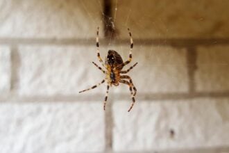 How To Get Rid Of House Spiders