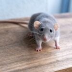 How To Mouse-Proof Your Home Before Winter