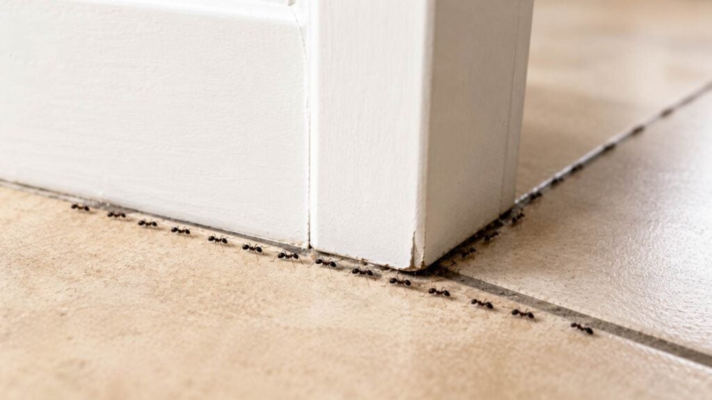 Why Do Ants Keep Returning After the Nest is Gone 5 Old Pheromone Trails Continue to Attract Workers