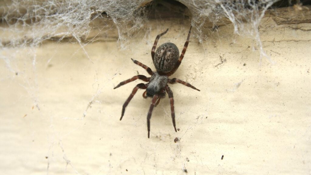 How To Get Rid Of House Spiders - Simple and Effective Methods 2 Signs You Have a House Spider Problem