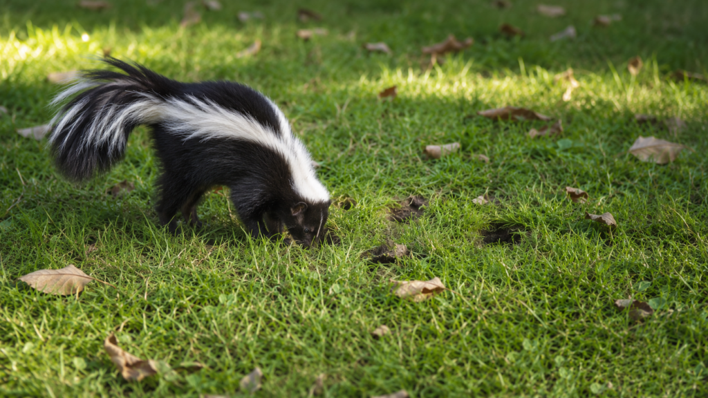 Small Holes in Lawn Overnight - Causes, Pictures & Solutions 2 Skunks Looking for Grubs