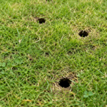 Small Holes in Lawn Overnight