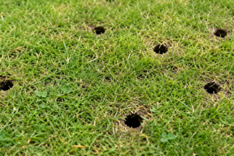 Small Holes in Lawn Overnight