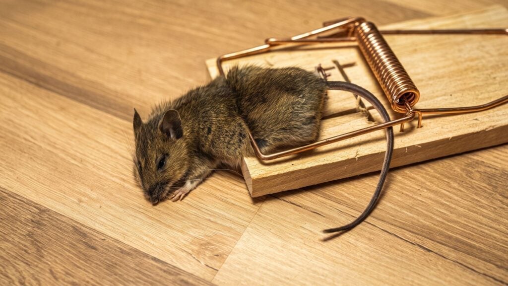 The Average Timeline to Eliminate a Mouse Infestation