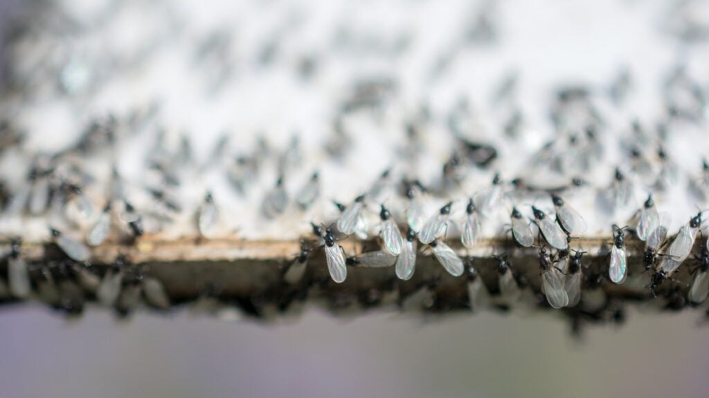 Why Are Winged Ants Suddenly Appearing in My House (And What to Do) 8 Winged Ants swarm