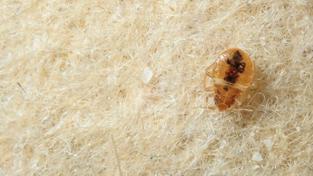 DIY vs. Professional Bed Bug Treatment: When It's Time to Call an Exterminator 3 The hidden cost of waiting too long